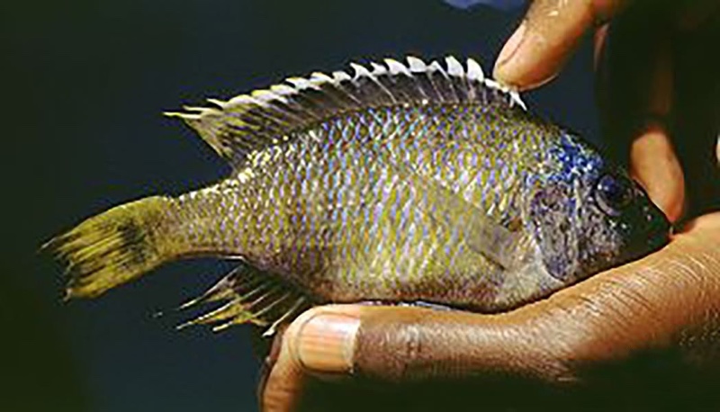 Copadichromis sp. 'taiwan yellow' Taiwanee Reef